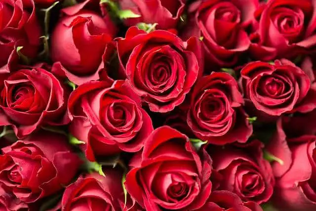 roses rouges bouquets